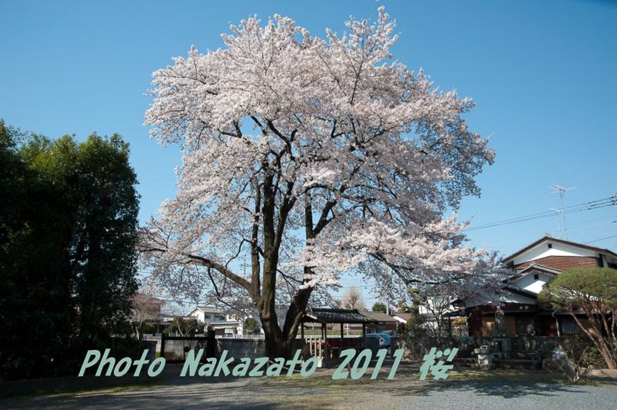 林泉寺の桜